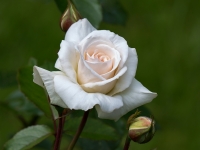 'SCHWANENSEE'