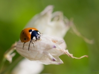 Septiņpunktu mārīte (Coccinella septempunctata)