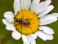 Koksngrauzis Stictoleptura maculicornis
