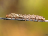 Kazeņu vilnkājis (Thyatira batis)