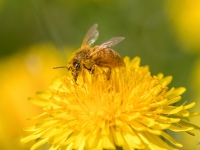 Bite