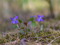 Smiltāja vijolīte (Viola rupestris)