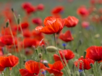 Lauka magones (Papaver dubium)