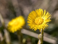 Parastā māllēpe (Tussilago farfara)