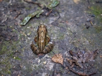 Parastā varde (Rana temporaria)