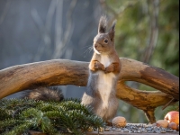 Vāvere (Sciurus vulgaris)