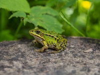 Zaļā varde (Rana esculenta)
