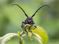 Vītolu koksngrauzis (Lamia textor)