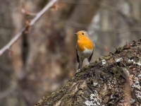 Sarkanrīklīte (Erithacus rubecula)