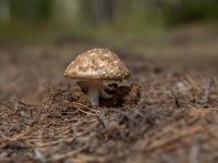 Mušmire