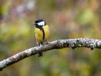 Lielā zīlīte (Parus major)