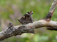Lielais nātru raibenis (Vanessa atalanta)