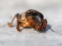 Zemesvēzis, racējcircenis (Gryllotalpa gryllotalpa) 