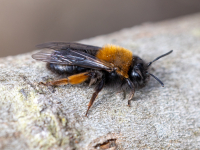  Smilšbite Andrena clarkella