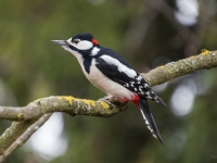 Dižraibais dzenis (Dendrocopos major)