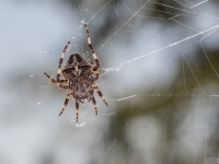 Šķautņainais riteņzirneklis (Araneus angulatus)