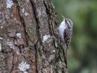 Mizložņa (Certhia familiaris)