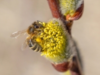 Medus bite (Apis mellifera)