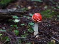 Sarkanā mušmire (Amanita muscaria)