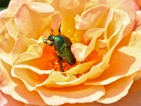 Zeltītā rožvabole (Cetonia aurata)