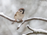 Lauku zvirbulis (Passer montanus)