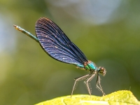 Upju zilspāre (Calopteryx splendens)