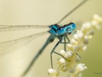 Gaišzilā krāšņspāre (Coenagrion puella) 