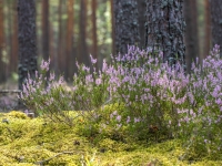 Virši (Calluna vulgaris)