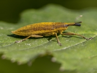 Smecernieks Lixus iridis