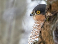 Zvirbuļvanags (Accipiter minullus)