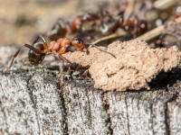 Rūsganā meža skudra (Formica rufa)