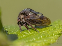 Ragainā cikāde (Centrotus cornutus)