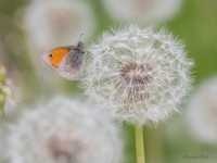 Parastais sīksamtenis (Coenonympha pamphilus)