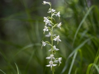 Zaļziedu naktsvijole (Platanthera chlorantha)  Īpaši aizsargājama suga! LV Sarkanajā grāmatā 4. kat.