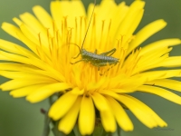 Sienāzis