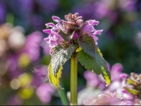 Sārtā panātre (Lamium purpureum)