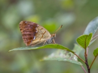 Atraitnīšu raibenis (Argynnis laodice)