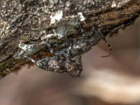 Koksngrauzis Aegomorphus clavipes