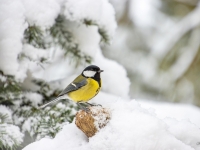 Lielā zīlīte (Parus major)