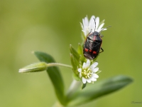 Vairogblakts Eurydema oleracea