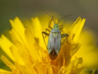 Mīkstblakts Adelphocoris quadripunctatus