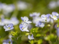 Veronika (Veronica filiformis)
