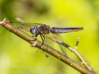 Mainīgā platspāre (Libellula fulva) Īpaši aizsargājama suga!  LV Sarkanajā grāmatā 1. kat.
