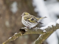 Ķivulis (Spinus spinus)