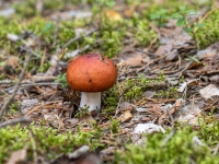 Purva bērzlape (Russula paludosa)