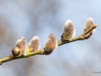 Blīgzna, pūpolvītols SALIX CAPREA