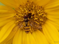 Ziedmuša Episyrphus balteatus