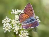 Violetais zeltainītis (Lycaena alciphron) 