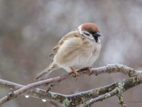 Lauku zvirbulis (Passer montanus)