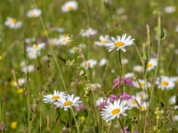 Parastā pīpene (Leucanthemum vulgare)